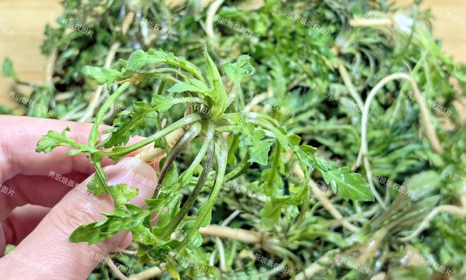 是它多吃清肝、舒肝、养肝健康一整年麻将胡了游戏肝喜欢的不是蒲公英而