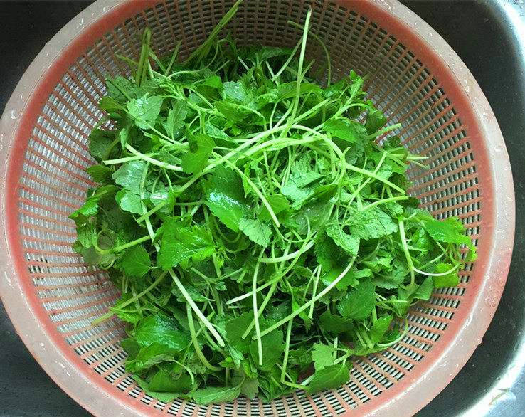 遇到这菜别手软鲜嫩营养女性更要多吃麻将胡了模拟器春天荠菜菠菜靠边站