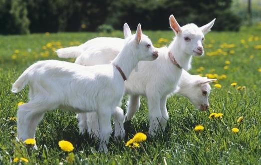 机食品:解锁健康生活的秘密武器麻将胡了模拟器试玩淳珍100有(图1) 机食品:解锁健康生活的秘密武器麻将胡了模拟器试玩淳珍100有(图1)