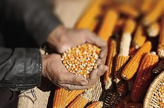 年在河北去世农民家发现“鸡跳脚”麻将胡了网址曾差点消失！2023(图8)