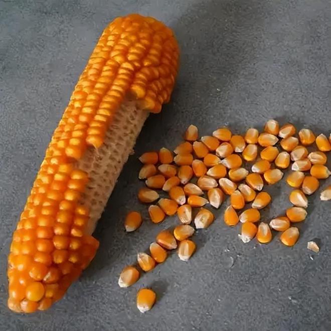 年在河北去世农民家发现“鸡跳脚”麻将胡了网址曾差点消失！2023(图9)