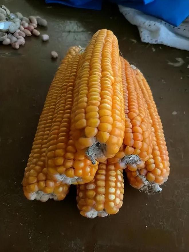 年在河北去世农民家发现“鸡跳脚”麻将胡了网址曾差点消失！2023(图11)