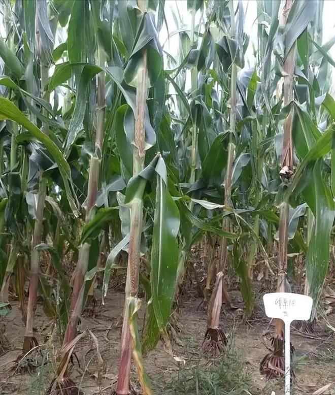 年在河北去世农民家发现“鸡跳脚”麻将胡了网址曾差点消失！2023(图7)