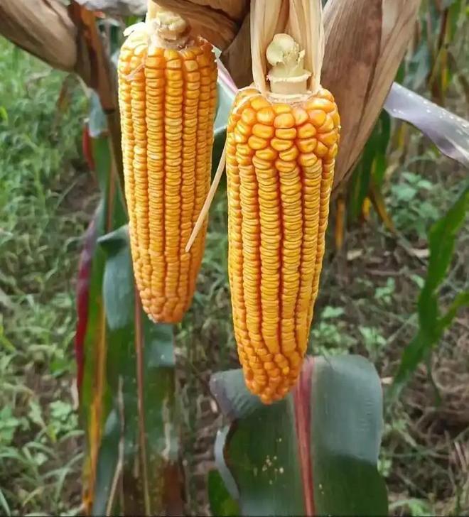 年在河北去世农民家发现“鸡跳脚”麻将胡了网址曾差点消失！2023(图4)