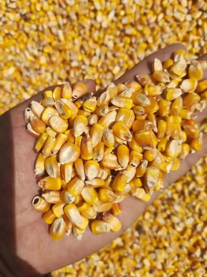 年在河北去世农民家发现“鸡跳脚”麻将胡了网址曾差点消失！2023(图3)