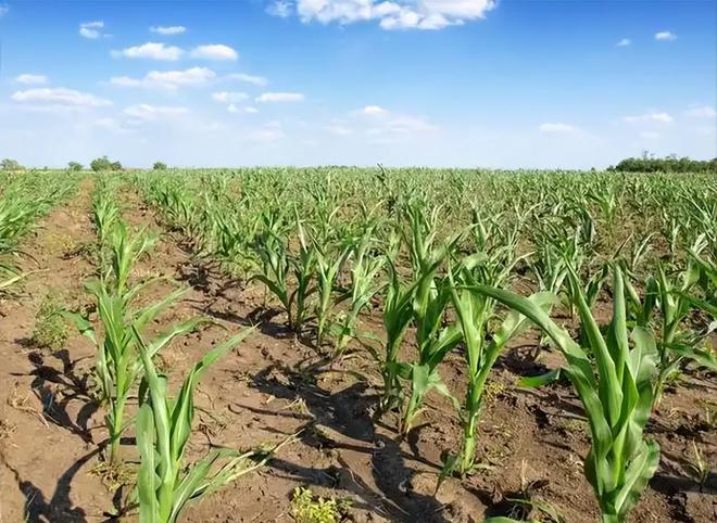 年在河北去世农民家发现“鸡跳脚”麻将胡了网址曾差点消失！2023(图2)