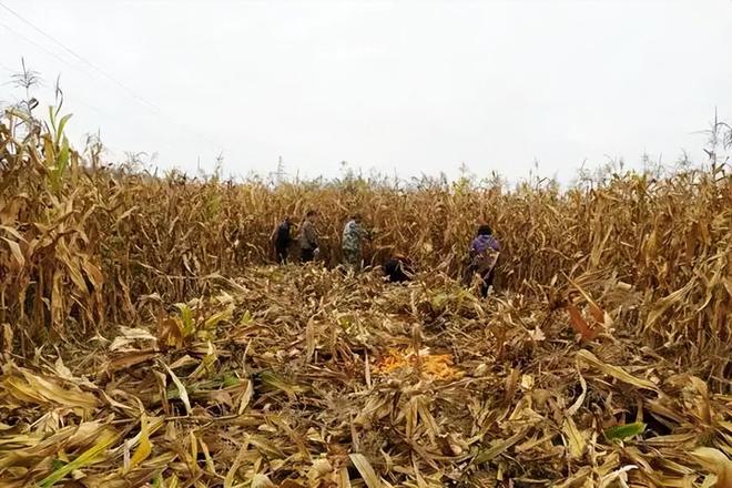 年在河北去世农民家发现“鸡跳脚”麻将胡了网址曾差点消失！2023(图16)