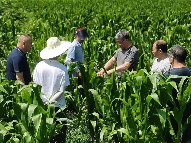 年在河北去世农民家发现“鸡跳脚”麻将胡了网址曾差点消失！2023(图13)