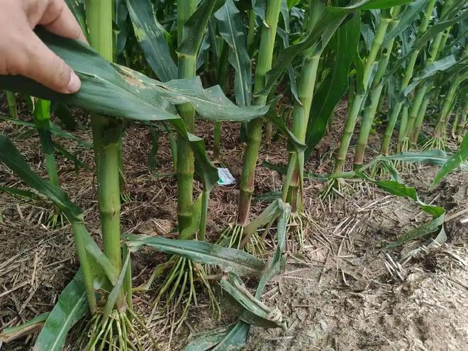 年在河北去世农民家发现“鸡跳脚”麻将胡了网址曾差点消失！2023(图14)